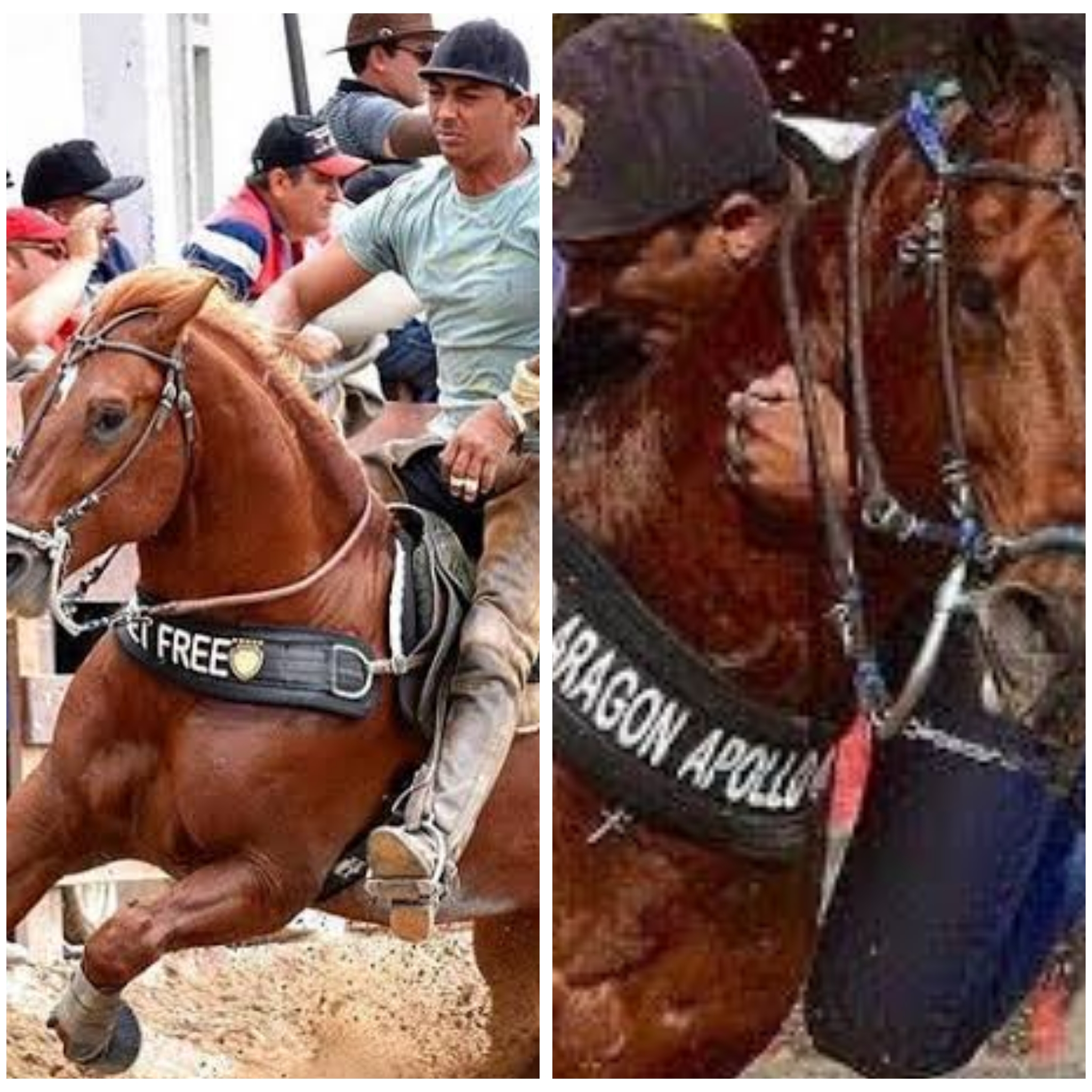 Descarga elétrica mata cavalo premiado na Fenagro 2015